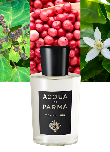 Signatures Of The Sun Osmanthus 6.0 oz / 177 ml