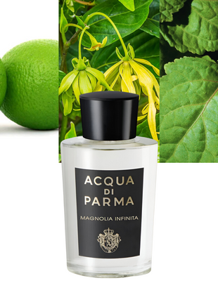Magnolia Infinita 6.0 oz / 177 ml