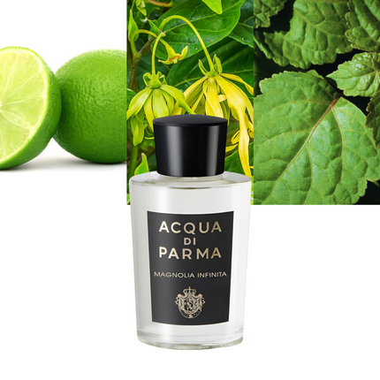 Magnolia Infinita 6.0 oz / 177 ml